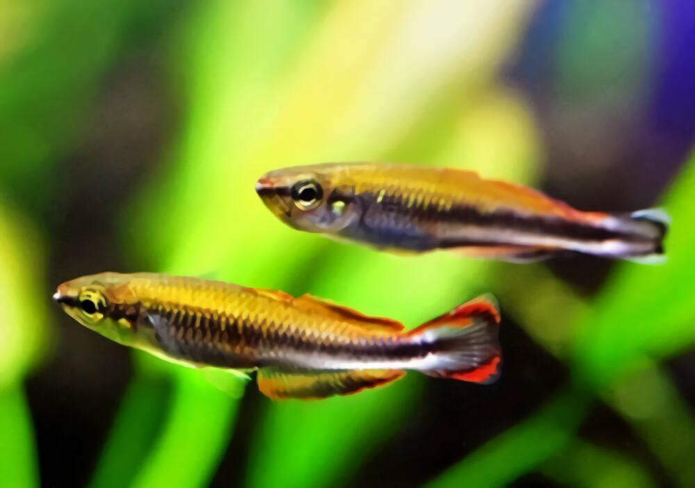 马达加斯加彩虹身份信息