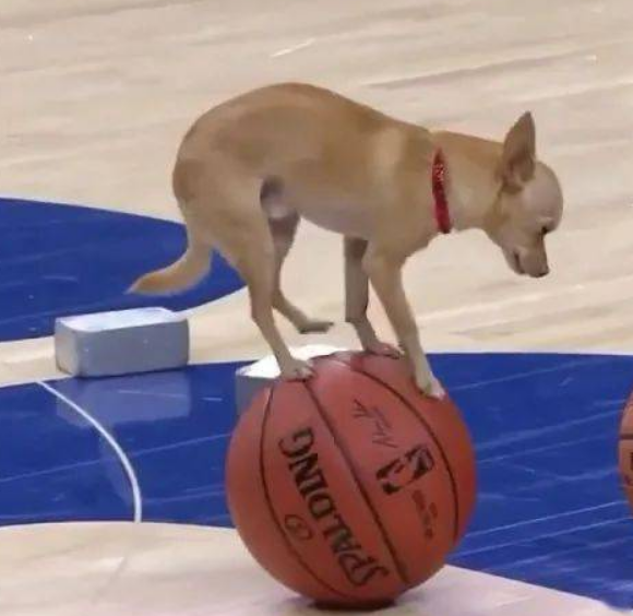 主人带狗狗打蓝球，狗狗却在篮球赛上跑来跑去，高难度动作主人夸赞