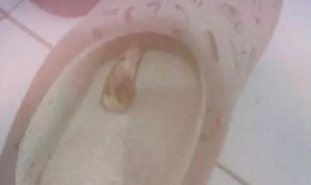 养了14年的狗狗去世后,女主人在拖鞋里看到这个,顿时哭了