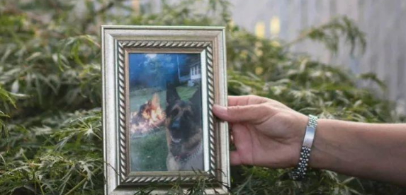 美国首例感染新冠宠物狗死亡,系被主人传染