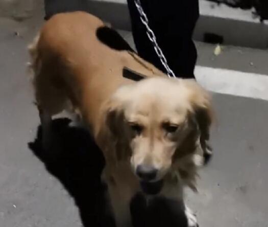 17岁小伙因女友吃醋虐狗与其分手,为了给女友打胎却又准备将金毛卖掉