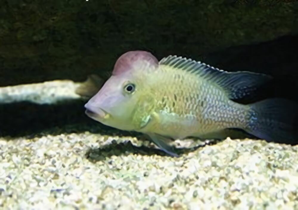 牛头鲷身份信息