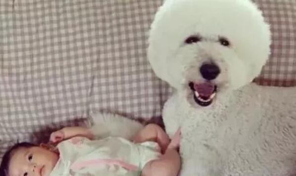 孩子与狗狗真的不能共存吗?看看国内外专家是怎么说的!