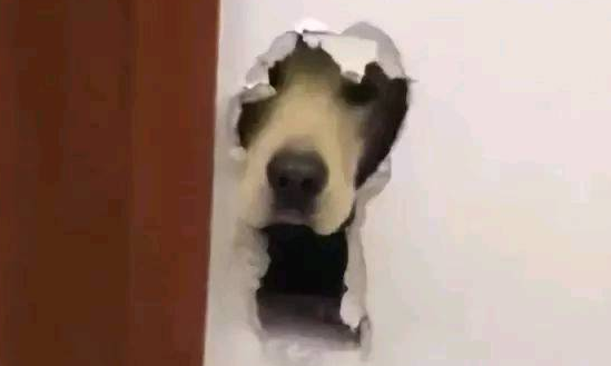 你知道你的狗子为了出去玩 有多拼吗?