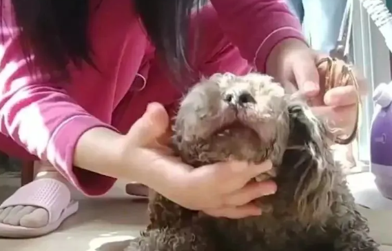 江苏一女子发现狗狗被捆住嘴巴,瞬间破口大骂,网友:你栓绳了吗