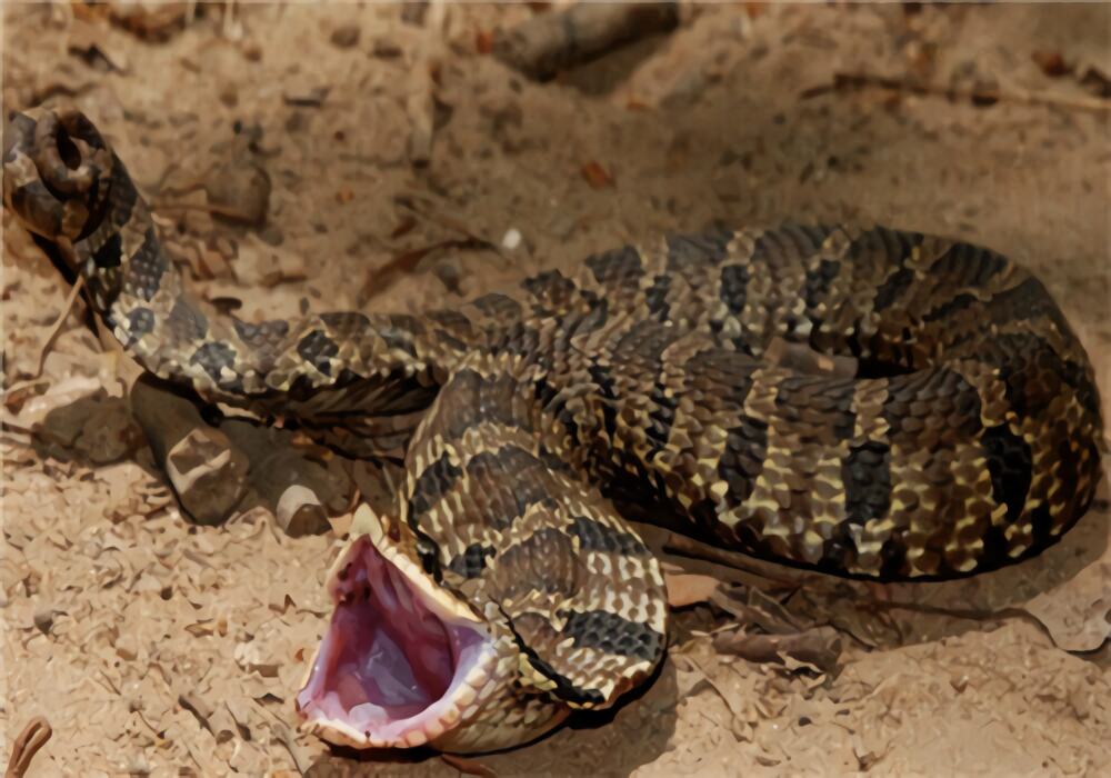 猪鼻蛇身份信息