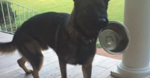 小狗情商高令人震惊，守候主人渡过漫漫长路日子，与主人把酒言欢！