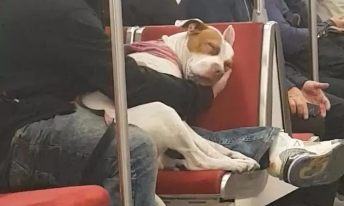 比特犬困得要人命在地铁站里入睡,主人家一姿势,暖化网民~