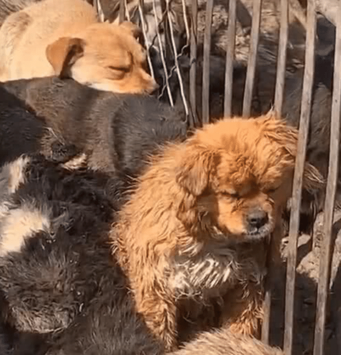 狗狗丢了以后网友去屠宰场找,却看到很奇怪的画面,最后默默离开