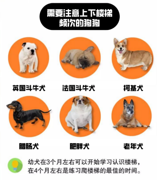 这几类狗狗爬楼梯,等于吃了“慢性毒药”......