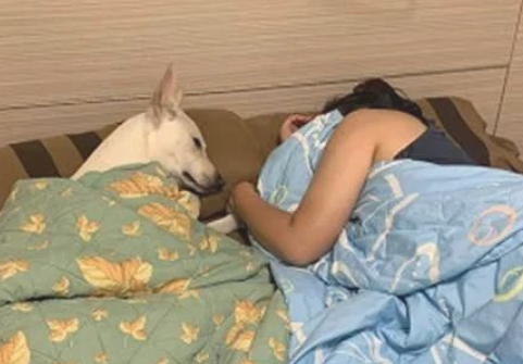 狗子提前睡在媳妇身旁,还目光暗示着他出去睡,网友笑哭