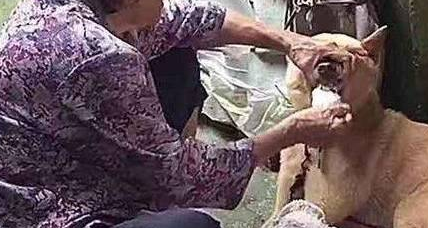 狗狗嫌弃没肉不肯吃饭,奶奶的操作把人看呆:姜还是老的辣