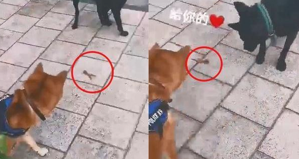给柴犬的鸡爪子它没吃了,反而是叼着分享给外边的狗子,太听话了吧!