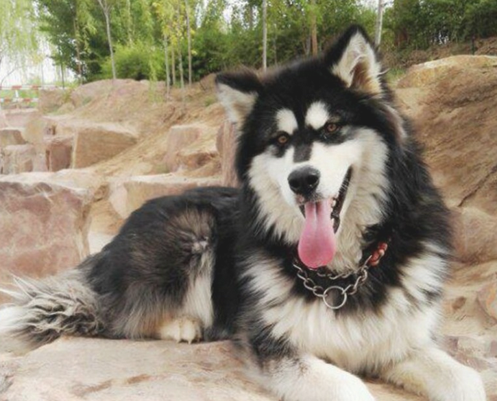 二哈摇身一变化身为军犬,狗生做到巅峰之战