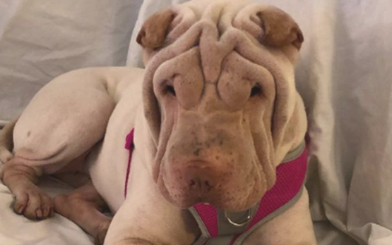 狗狗乱丢垃圾，惹怒主人家后变成“看门狗1”，主人家搬新家时却没理它