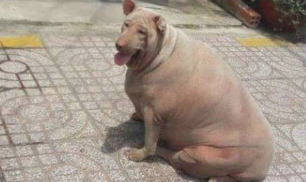 狗狗过胖了,从身后看真是就是说一头猪,网友称:是姥姥养的!