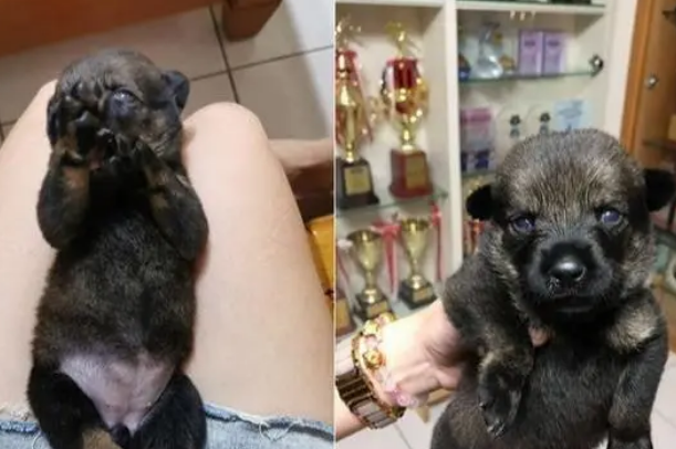 猫咪小心翼翼摸了小奶狗,狗狗顺势摔倒,猫咪一脸懵:它碰瓷