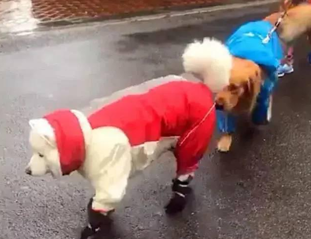 萨摩穿雨披顺拐,金毛狗狗跟在萨摩背后行走换新颜,主人家必须痛哭…
