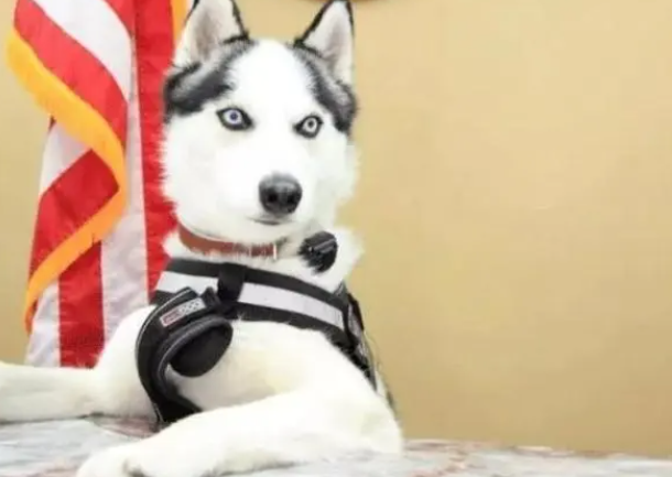 特警挑战训练二哈做警犬?结果警局差点被拆了