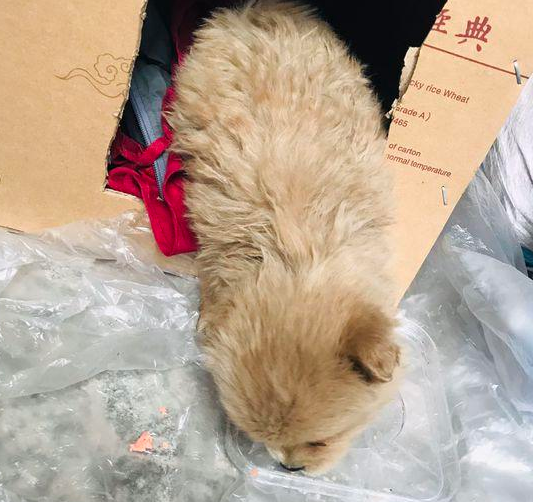 流浪小奶狗被丢马路边,女生抱家时给它做个狗狗的窝,狗狗很难不害怕冷了