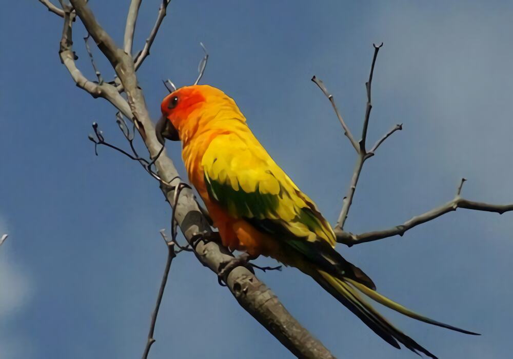 太阳锥尾鹦鹉身份信息