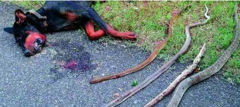誓死守护主人 杜宾犬搏斗4蛇惨死