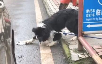 驾驶员一不小心挤扁了边牧的狗盆,狗狗扒着碗“碰瓷儿”