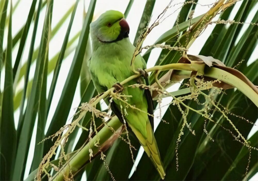 环颈鹦鹉身份信息