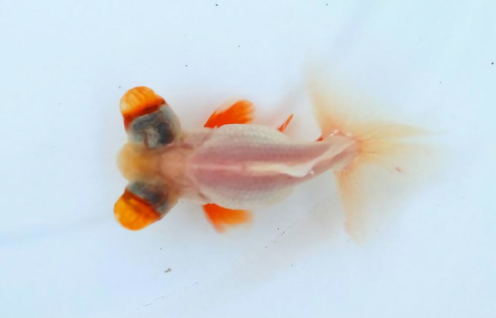 玛瑙眼身份信息