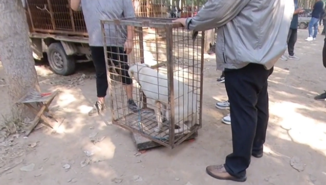 拉布拉多朝主人摇尾巴,奈何被扔上狗肉车
