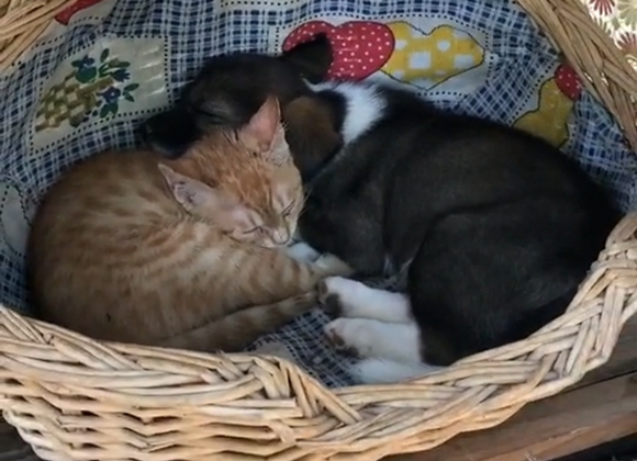 看到猫咪和狗子的神仙友情,网友们直呼慕了慕了……