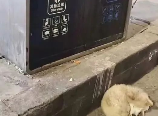 狗狗因“呕吐”被赶出家门,忠诚没换来照顾,它的眼里只剩绝望