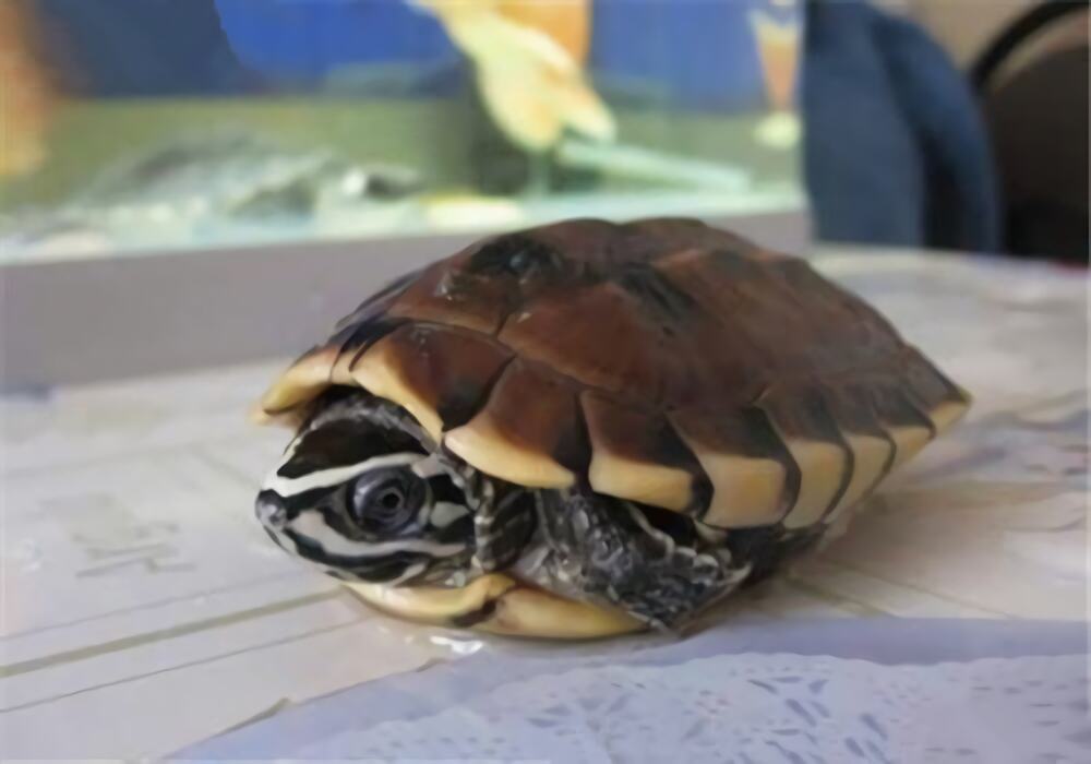 马来食螺龟身份信息