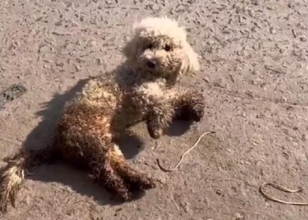 为了将车祸比熊卖上狗肉车,狗主谎称狗狗已死,救狗小姐姐:原来它这么好看