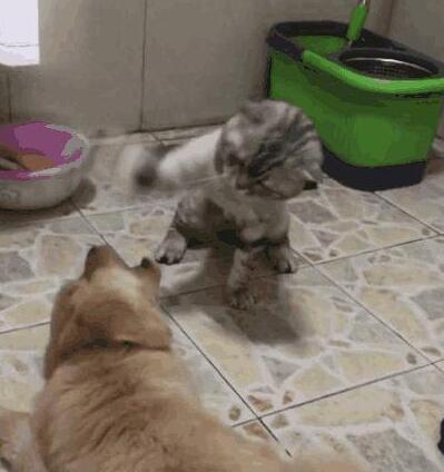 小猫咪趁母狗不在家,暴打小奶狗出气