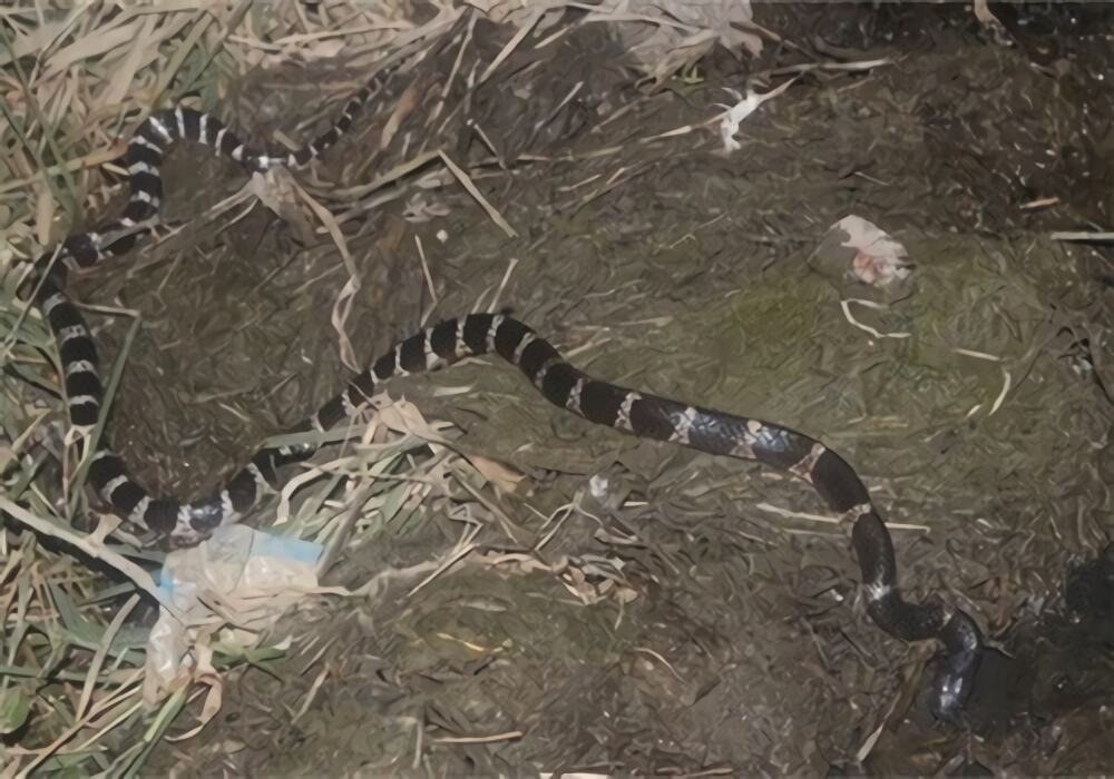 银环蛇身份信息