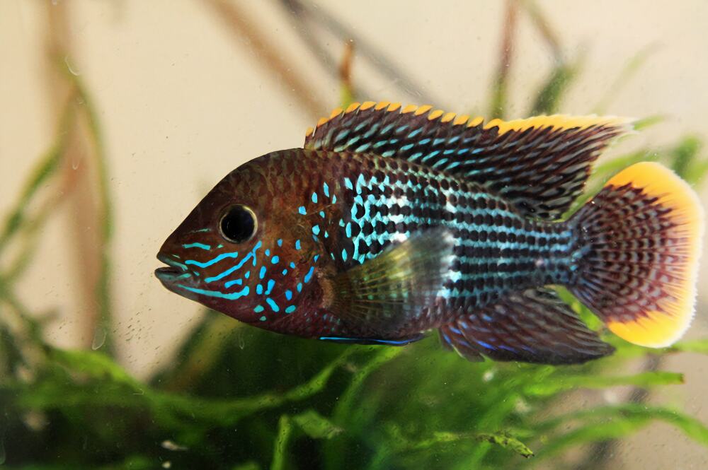 霸王短鲷身份信息