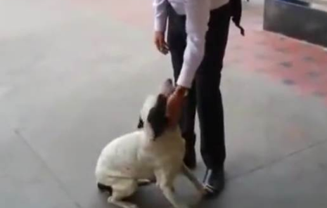 流浪狗街头看到恩人开心撒娇-最后目送恩人离开