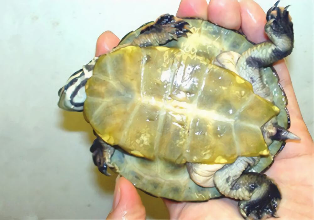 面具侧颈龟身份信息