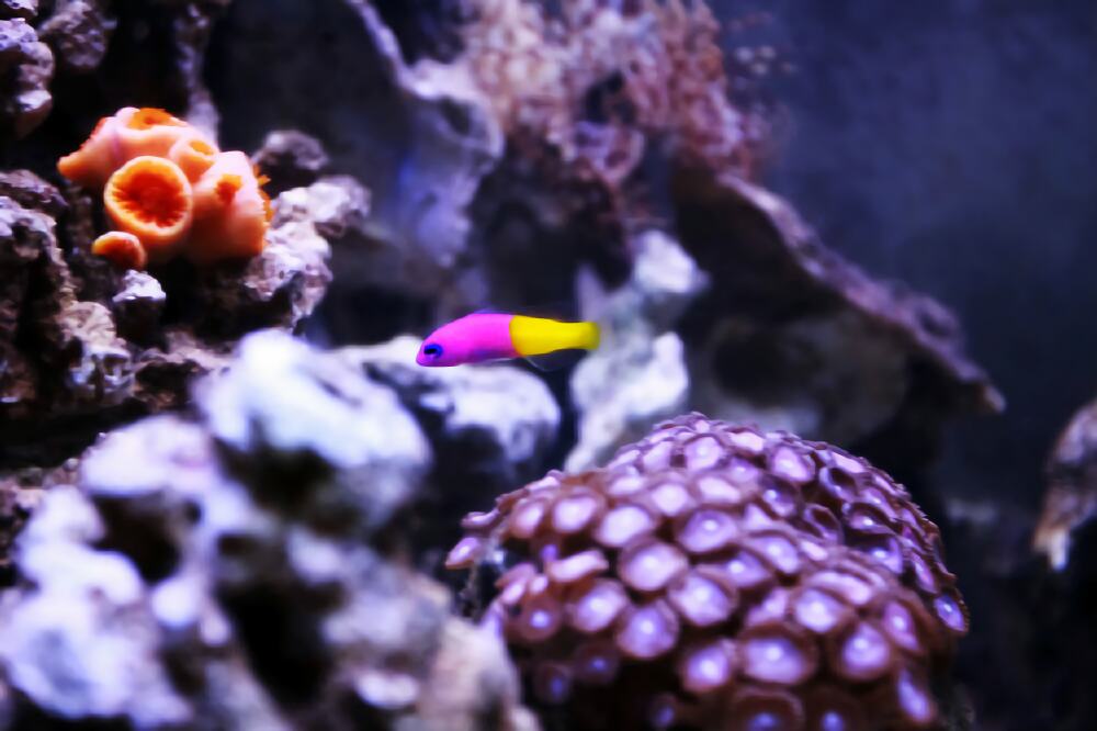 双色草莓鱼身份信息