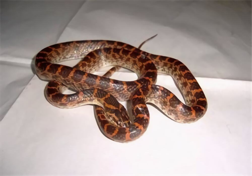 粉链蛇身份信息