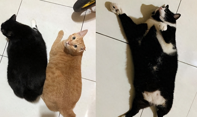 捡了只小奶猫让狗子带,没想到这货长大后居然比狗还大只!