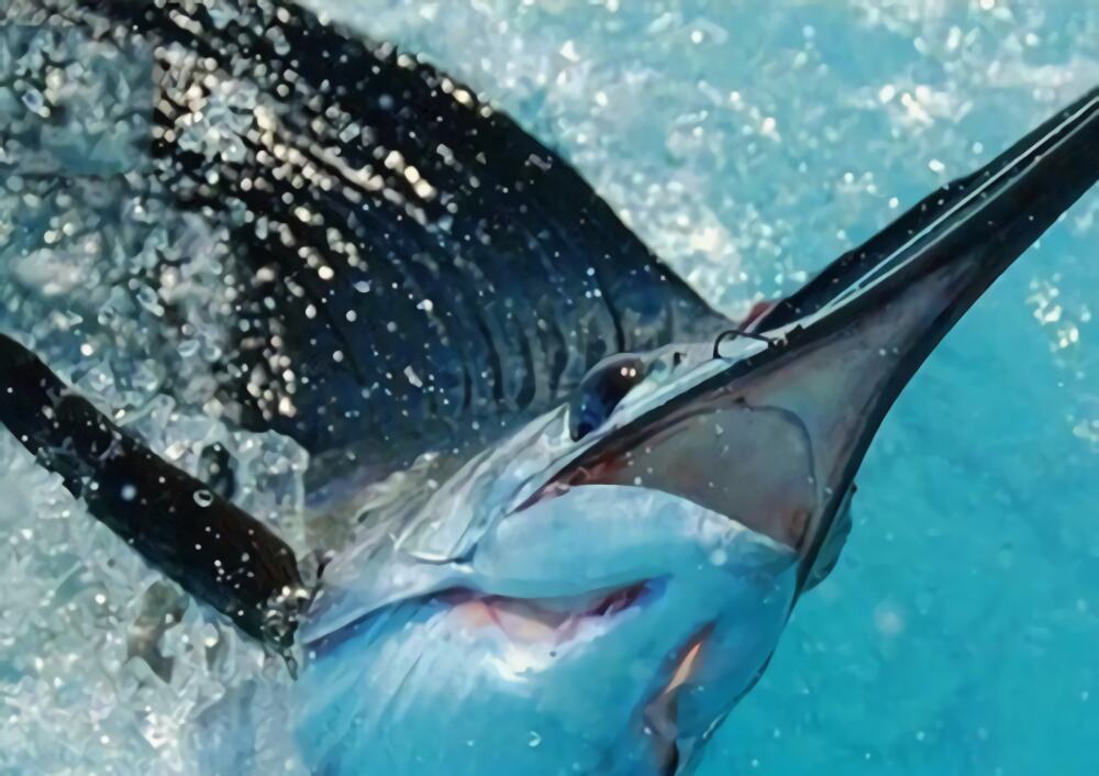 美国旗鱼身份信息