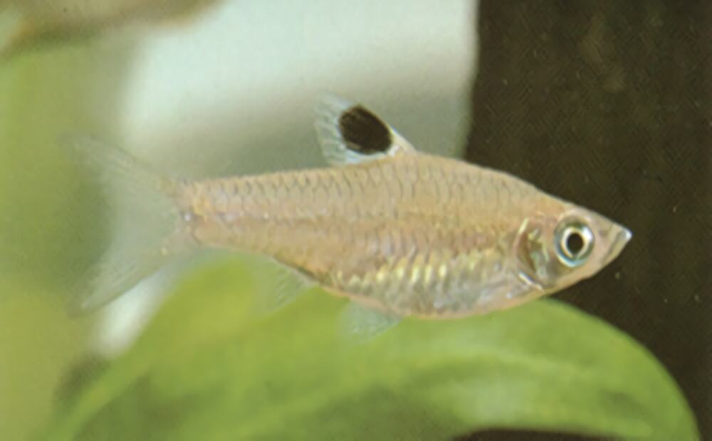 蓝眼鲫身份信息