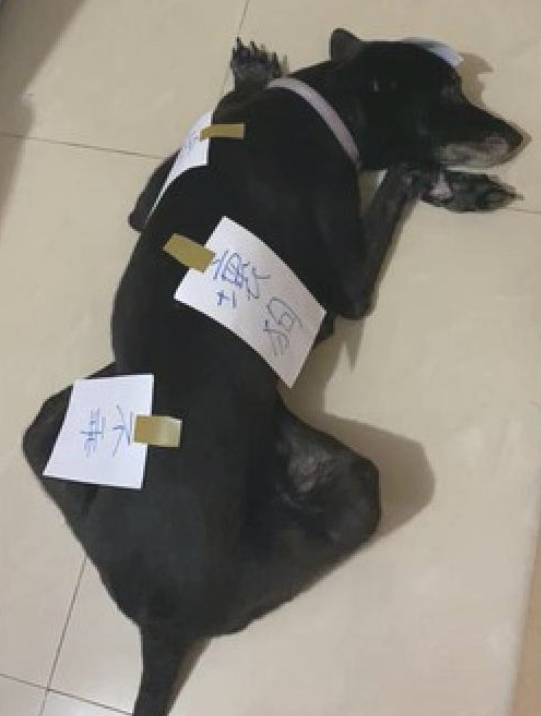 狗狗偷吃了猫罐头,主人在紙上写毛笔字随后贴在的身上
