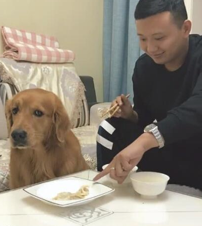 主人吃饺子,让金毛在一边看见,连汤都不许狗狗喝,金毛怒了