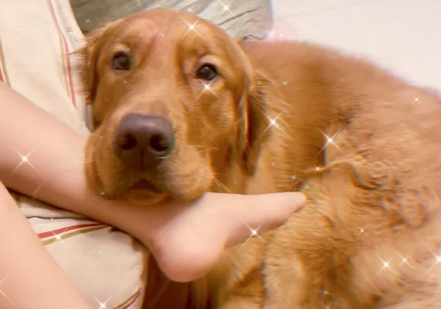 狗肉场死里逃生、四肢被截，它从金毛变柯基，如今却站起来用笑容治愈所有人