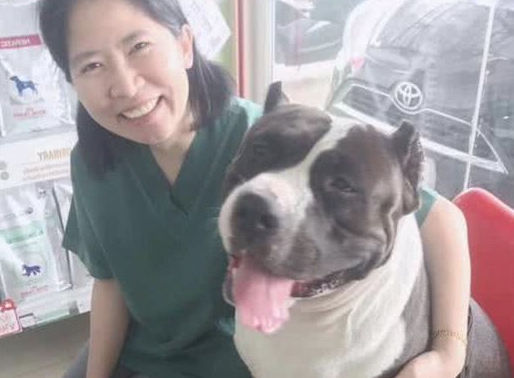 狗狗吞掉32只玩具小黄鸭主人带其到宠物医院动手术才取出