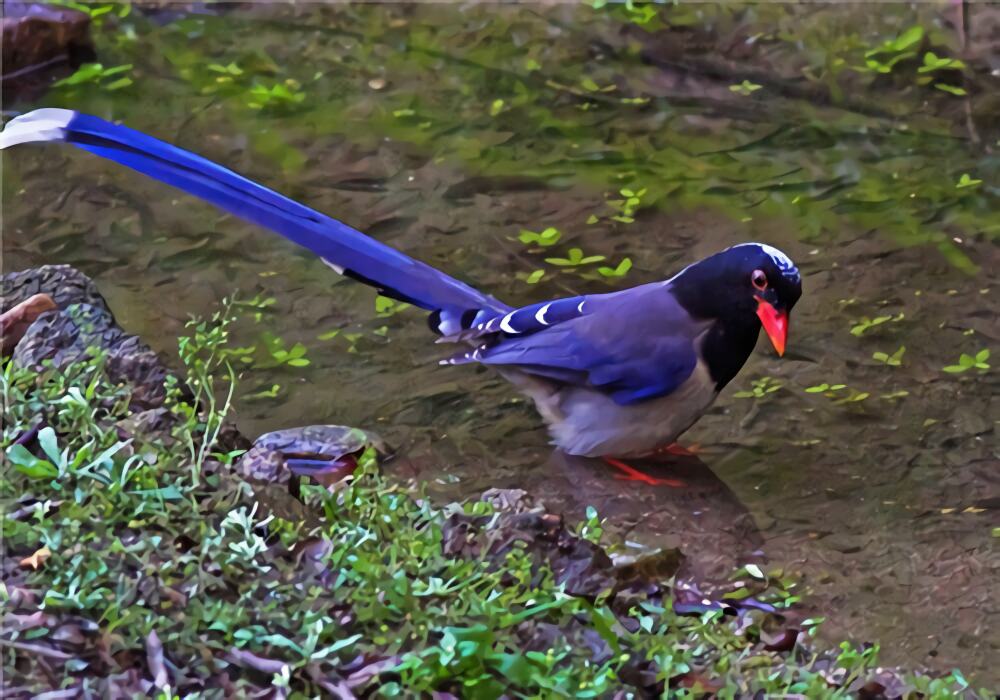红嘴蓝鹊身份信息