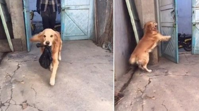 超萌小帮手 黄金猎犬帮主人提东西拔钥匙还会开门